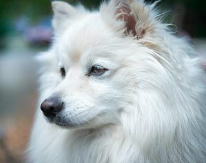 El Caso de Kiko - La Lógica de un Perro en Casa 